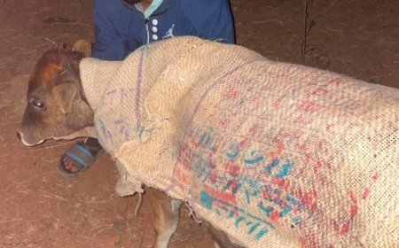 गौ सेवा समिति की अनोखी पहल: ठंड से बचाने के लिए गौ माता को पहनाए जा रहे जूट के बोरे