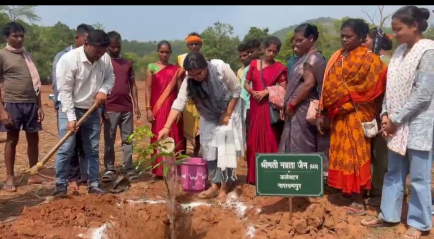 गुमियाबेड़ा में 4 हेक्टेयर आम क्लस्टर का शुभारंभ, कलेक्टर ने लगाया पौधा और ग्रामीणों को किया प्रेरित