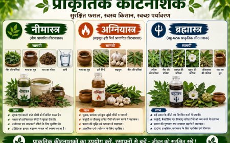 प्राकृतिक कीटनाशक सुरक्षित खेती, स्वस्थ फसल और स्वच्छ पर्यावरण की दिशा में प्रभावी पहल